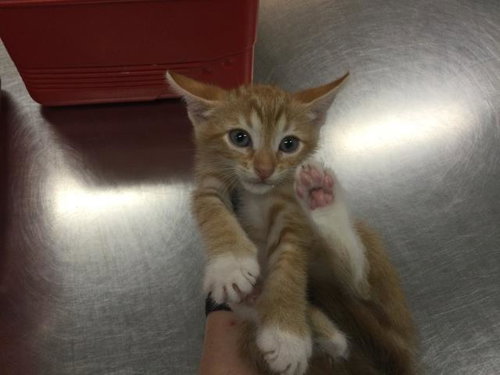 A1937859, a cat for adoption from Riverside County Animal Control - Coachella Shelter