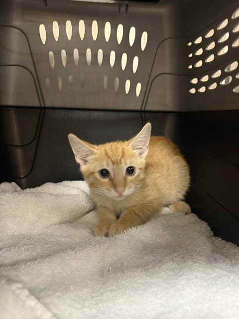 A1939276, a cat for adoption from Riverside County Animal Control - Coachella Shelter
