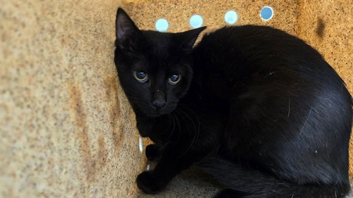 CASPER, a cat for adoption from Riverside County Animal Control - Coachella Shelter