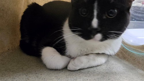 TUX, a cat for adoption from Riverside County Animal Control - Coachella Shelter