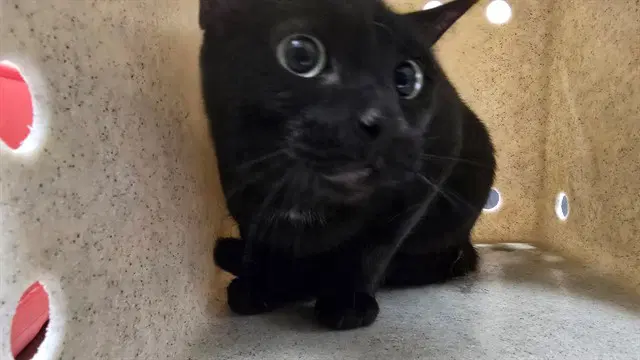 Auntie - Domestic Short Hair