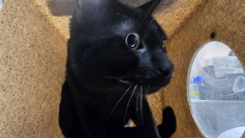 TUCKER, a cat for adoption from Riverside County Animal Control - Coachella Shelter