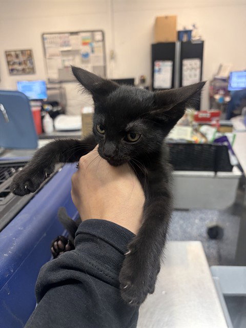 A1939285, a cat for adoption from Riverside County Animal Control - Coachella Shelter