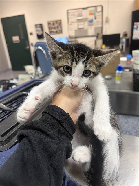 A1939286, a cat for adoption from Riverside County Animal Control - Coachella Shelter