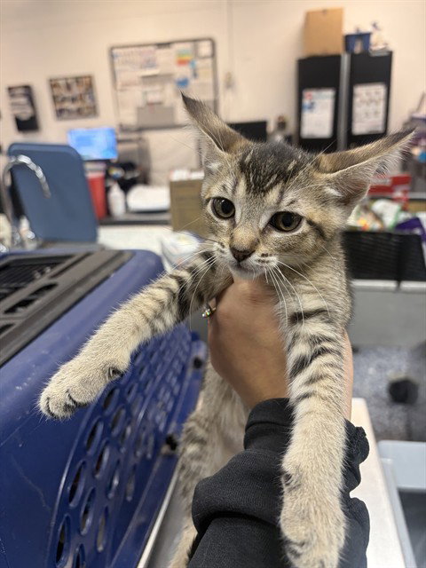 A1939287, a cat for adoption from Riverside County Animal Control - Coachella Shelter