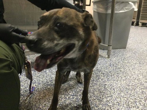 BERNY, a dog for adoption from Riverside County Animal Control - Coachella Shelter