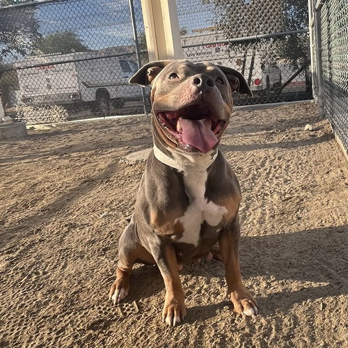 MAYA, a dog for adoption from Riverside County Animal Control - Coachella Shelter