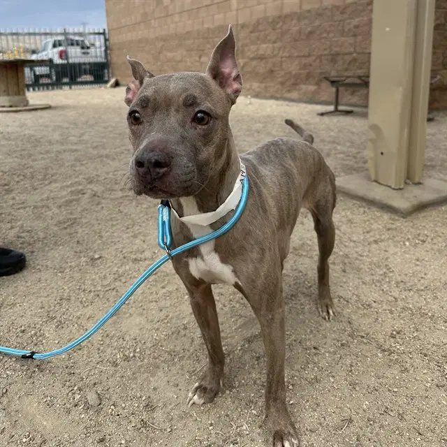 Willow Scout - Pit Bull Terrier