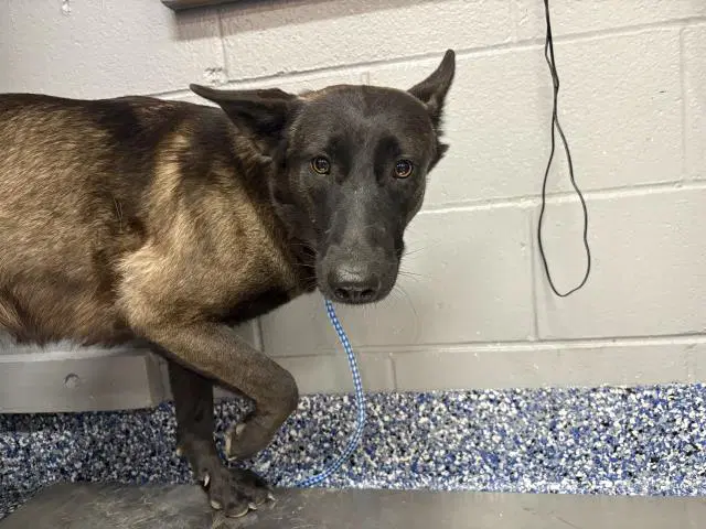 Ember - Belgian Shepherd Malinois