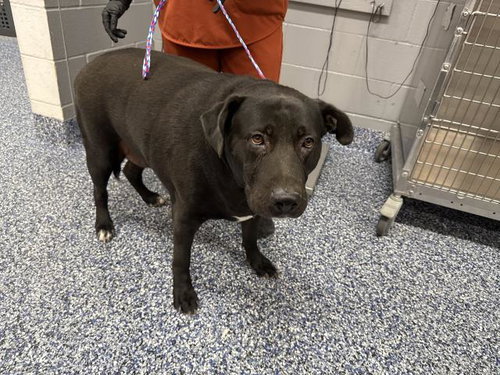 OTIS, a dog for adoption from Riverside County Animal Control - Coachella Shelter
