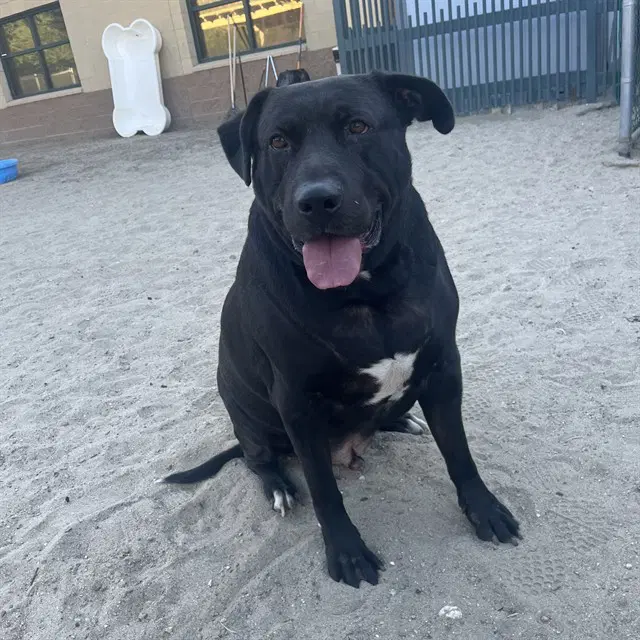 Otis - Labrador Retriever