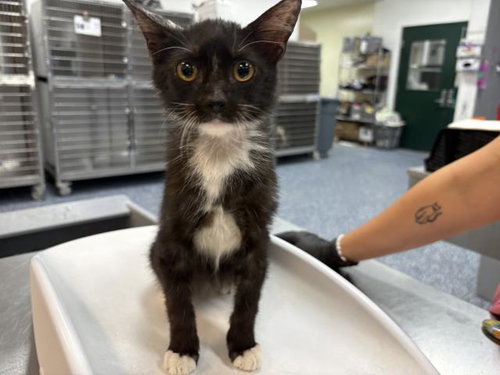 RAMEN, a cat for adoption from Riverside County Animal Control - Coachella Shelter