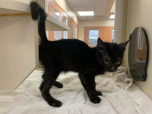 A1937588, a cat for adoption from Riverside County Animal Control - Coachella Shelter