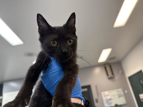 Toothless, Domestic Short Hair (medium coat)