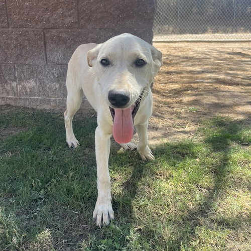 A1938690, a dog for adoption from Riverside County Animal Control - Coachella Shelter