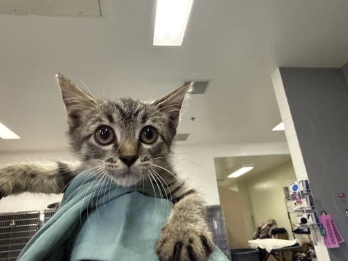 A1939034, a cat for adoption from Riverside County Animal Control - Coachella Shelter