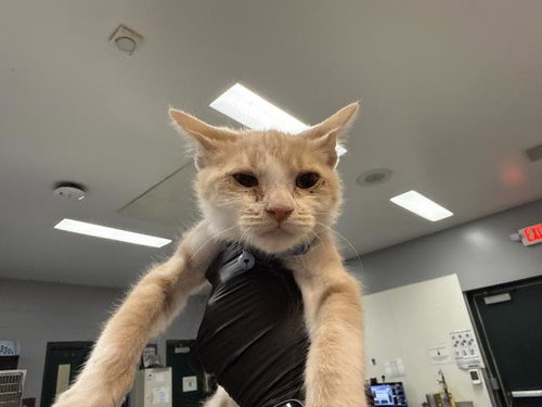 A1939589, a cat for adoption from Riverside County Animal Control - Coachella Shelter