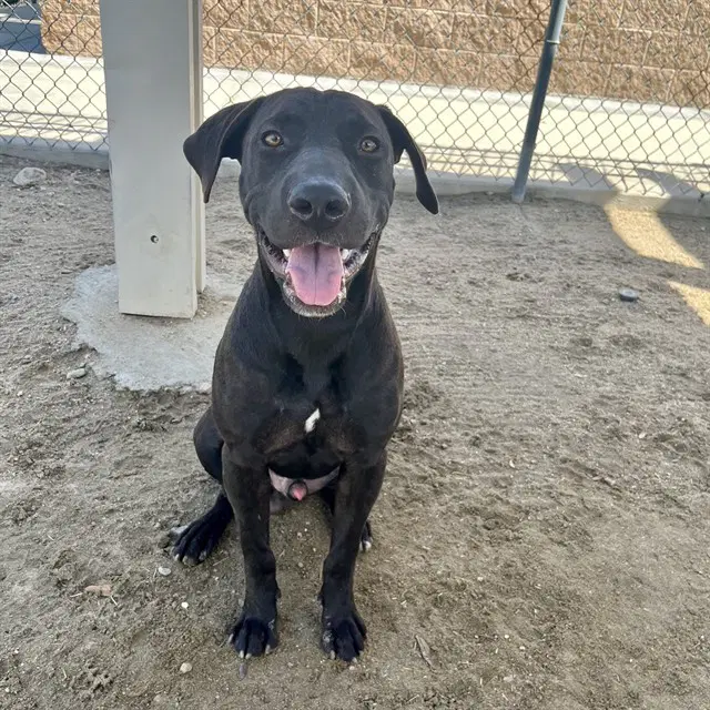 Comet - Labrador Retriever