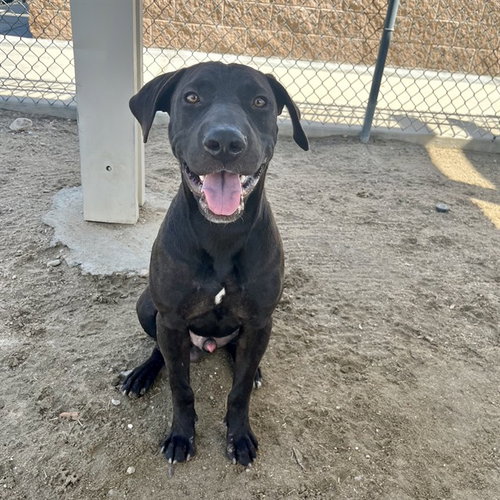 COMET, a dog for adoption from Riverside County Animal Control - Coachella Shelter