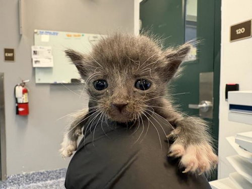 FELIPE, a cat for adoption from Riverside County Animal Control - Coachella Shelter