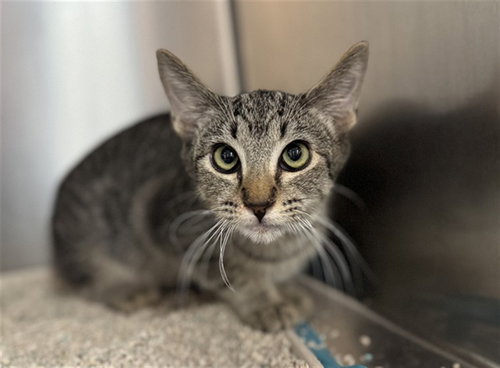 KENDRICK, a cat for adoption from Riverside County Animal Control - Coachella Shelter