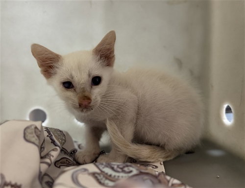 LYCHEE, a cat for adoption from Riverside County Animal Control - Coachella Shelter