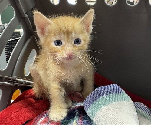 A1939852, a cat for adoption from Riverside County Animal Control - Coachella Shelter