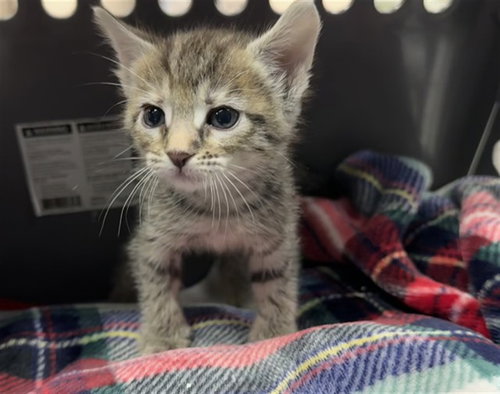 A1939853, a cat for adoption from Riverside County Animal Control - Coachella Shelter