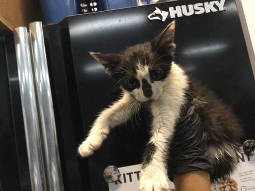 VISION, a cat for adoption from Riverside County Animal Control - Coachella Shelter