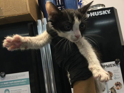 BRUCE WAYNE, a cat for adoption from Riverside County Animal Control - Coachella Shelter