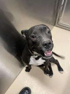 Unknown - Pit Bull Terrier