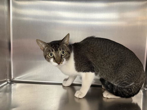 MR. CHEESECAKE, a cat for adoption from Riverside County Animal Control - Coachella Shelter
