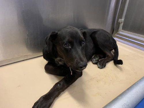 A1939850, a dog for adoption from Riverside County Animal Control - Coachella Shelter