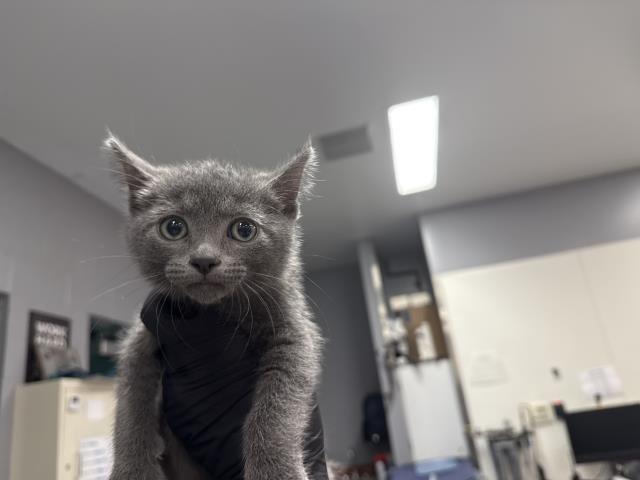 A1935220, Domestic Short Hair