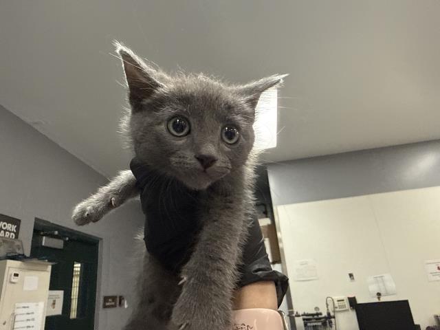 A1935222, Domestic Short Hair