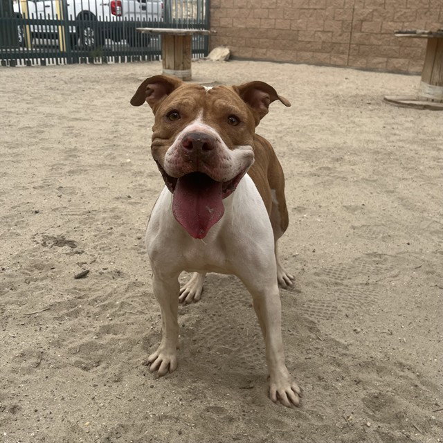 Penny, Pit Bull Terrier