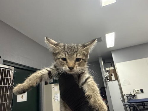 A1940200, a cat for adoption from Riverside County Animal Control - Coachella Shelter