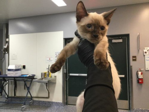ALESSIO, a cat for adoption from Riverside County Animal Control - Coachella Shelter