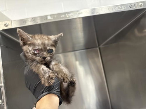 A1938481, a cat for adoption from Riverside County Animal Control - Coachella Shelter