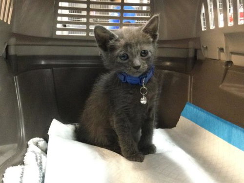 A1938299, a cat for adoption from Riverside County Animal Control - Coachella Shelter