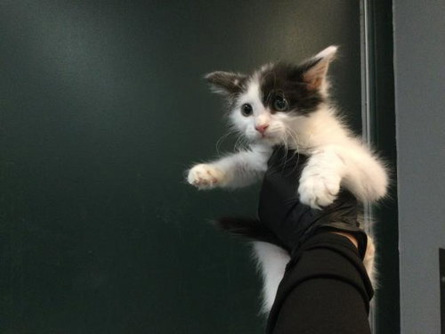 A1929204, a cat for adoption from Riverside County Animal Control - Coachella Shelter