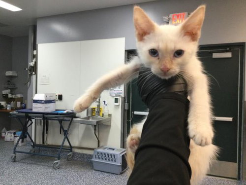 MITTEN, a cat for adoption from Riverside County Animal Control - Coachella Shelter