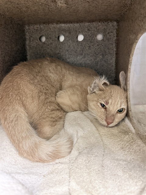 JERRY, a cat for adoption from Riverside County Animal Control - Coachella Shelter