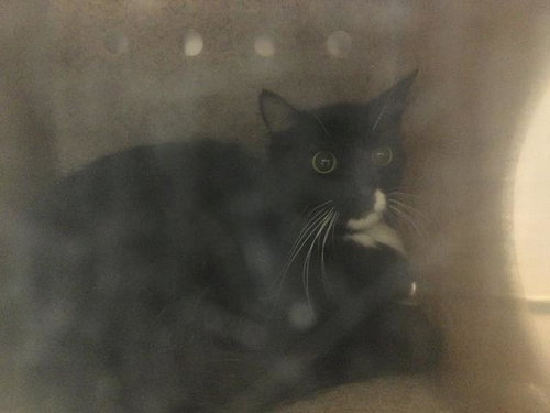 A1936401, a cat for adoption from Riverside County Animal Control - Coachella Shelter
