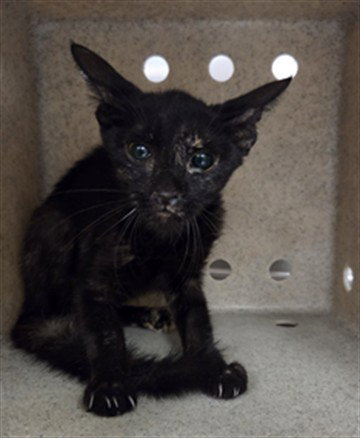 A1936801, a cat for adoption from Riverside County Animal Control - Coachella Shelter
