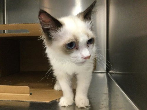 MELO, a cat for adoption from Riverside County Animal Control - Coachella Shelter