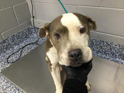 MILA, a dog for adoption from Riverside County Animal Control - Coachella Shelter