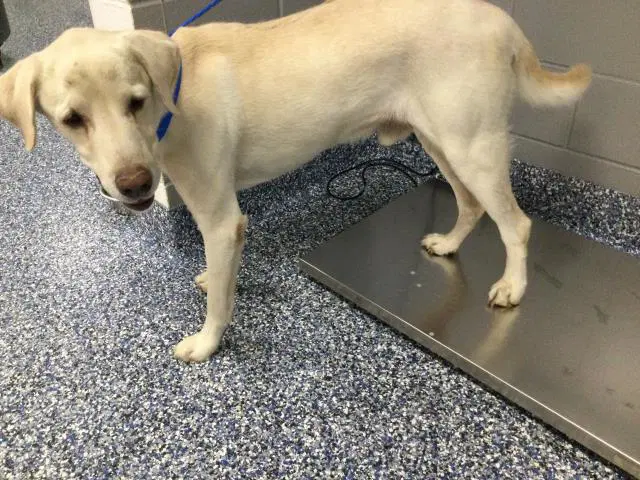 Teddy - Labrador Retriever