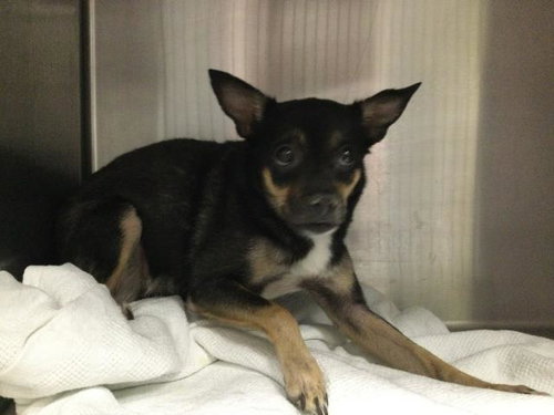 A1939206, a dog for adoption from Riverside County Animal Control - Coachella Shelter