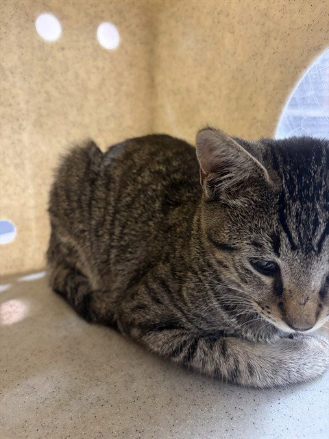 NICK FURY, a cat for adoption from Riverside County Animal Control - Coachella Shelter